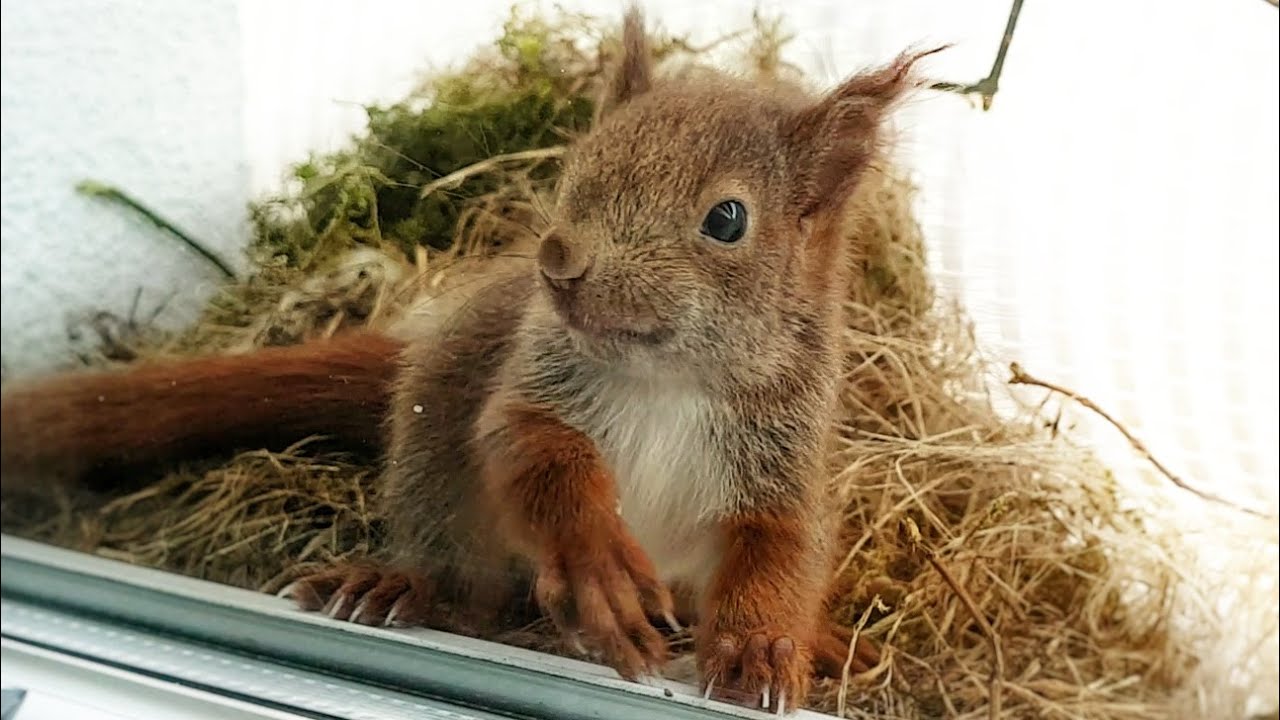 Eichhörnchen-Familie als Untermieter (Semi-Doku)