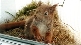 Red Squirrels on the window sill (semi documentary)