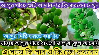 আঙ্গুর গাছে গুটি আসার পর পরিচর্যা|আঙ্গুর মিষ্টি করতে করণীয়|এখন কি সার ব্যবহার করবেন আঙ্গুর গাছে screenshot 4