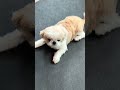 #dog #シーズー 無題