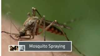 Pest Control in Maine - Mosquito & Tick Spraying