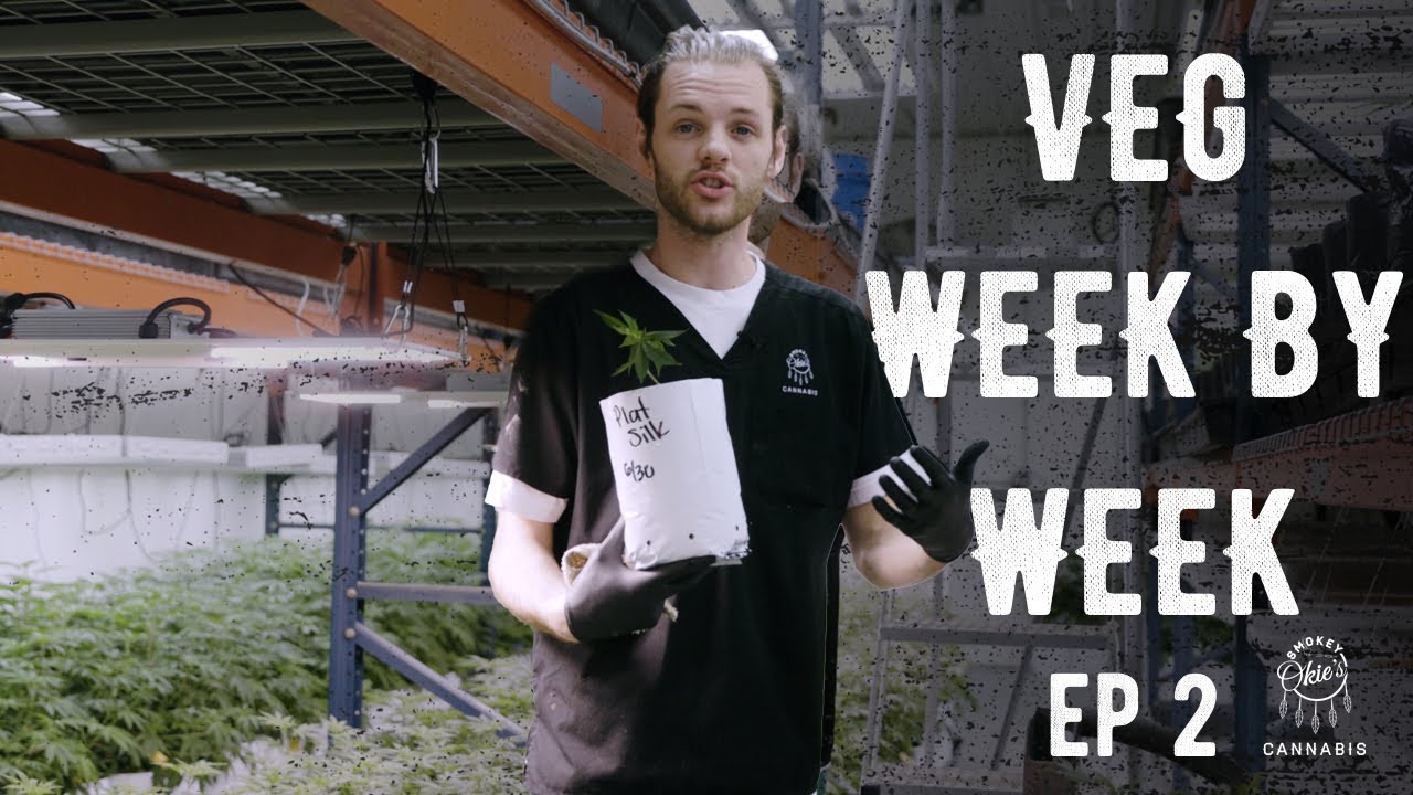Transplanting Clones from EZ Cloner to Half Gallon pots | Week by Week in Veg Room, Ep. 2
