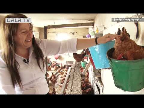 Video: Տնային հողային խխունջներ. Ինչպես խնամել խխունջներին