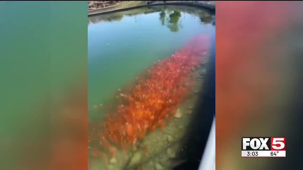 Invasive goldfish return to Henderson Pond - YouTube