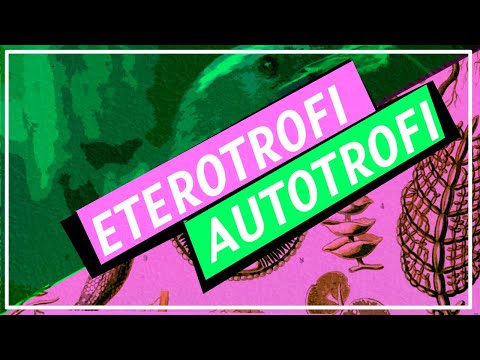 Video: Autotrofi Ed Eterotrofi: Il Loro Ruolo Nell'ecosistema