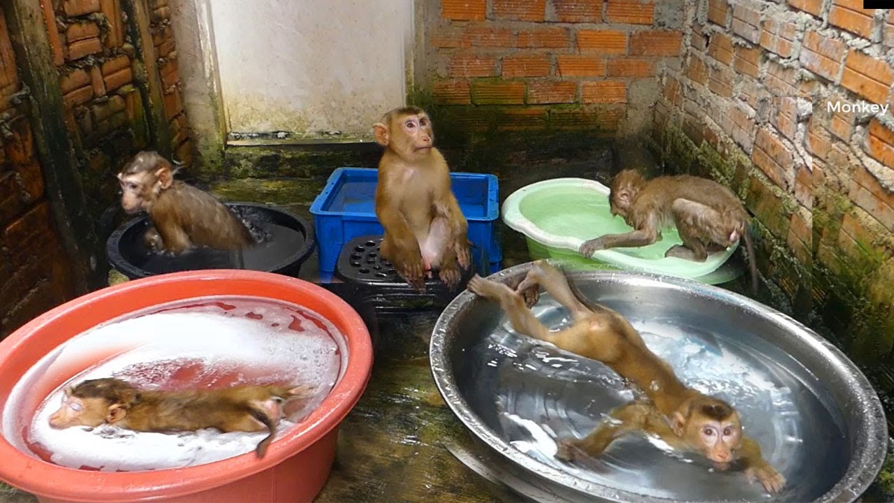 Wow Baby Monkey Dodo Love &  Excited To Swim In 5 Bowls Bath