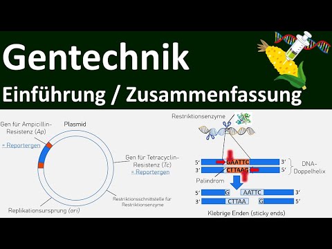 Video: Welche Anwendungsmöglichkeiten hat die rekombinante DNA-Technologie in der Medizin?