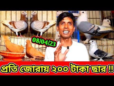 রমজান ও ঈদ উপলক্ষে প্রতি জোরায় ২০০ টাকা ছার | কম দামে ফেন্সি কবুতর কিনুন | সস্তা দামে কবুতর বিক্রি