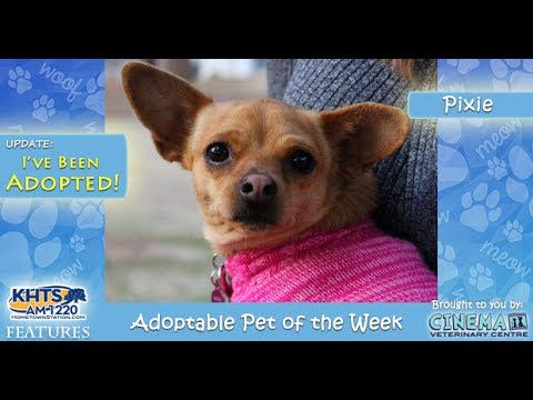 Video: Adoptable Dog Of The Week - Rosa