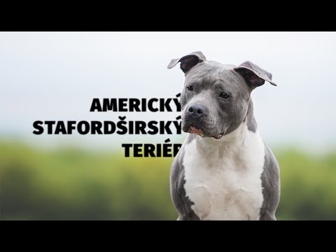 Video: Lurcher Dog Breed Fakty a informácie