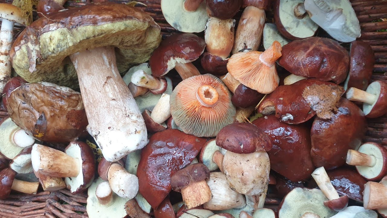 Польские боровики пошли ! Грибы 2021 !