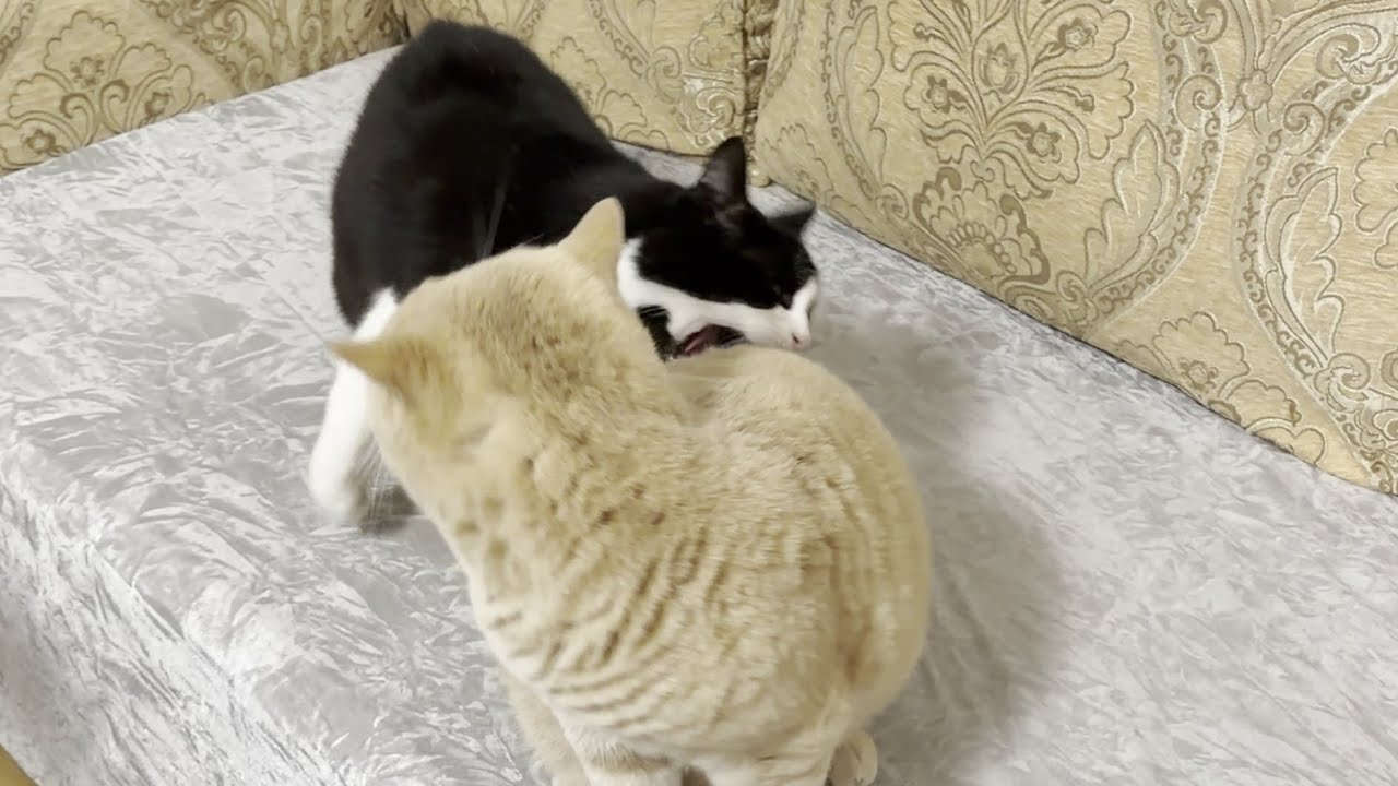 Cat Bites Other Cat