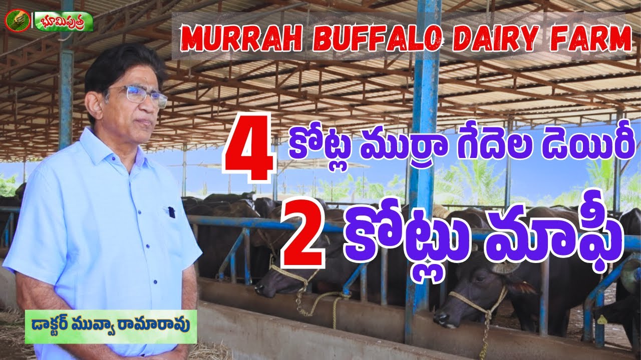 నాలుగు కోట్ల డెయిరీ ఫామ్ | murrah buffalo dairy farm | bhumiputhra telugu