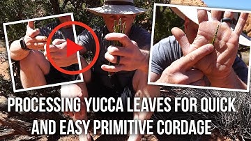 Processing Yucca Leaves for Quick and Easy Primitive Cordage