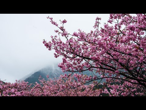 Cherry blossoms in February? Kawazu-zakura and The Isolated Japan | Shimoda & Kawazu, Izu Peninsula