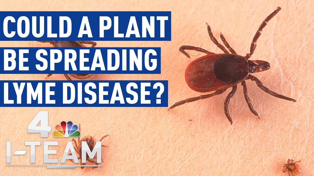 How Japanese Barberry May Be Fueling the Spread of Lyme Disease