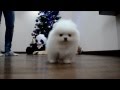 White puppy Pomeranian. www.elitdog.com Белый щенок померанского шпица.