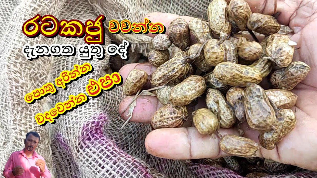 රටකජු වගාව | පොතු අරින්න ඕනම නැහැ | How to grow peanuts