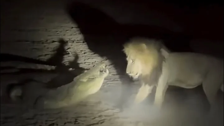 male lion attacking the crocodile want to steal his food video