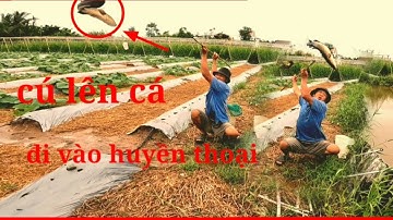Câu cá _câu cá lóc bằng vịt, những cú giật cá đi vào huyền thoại