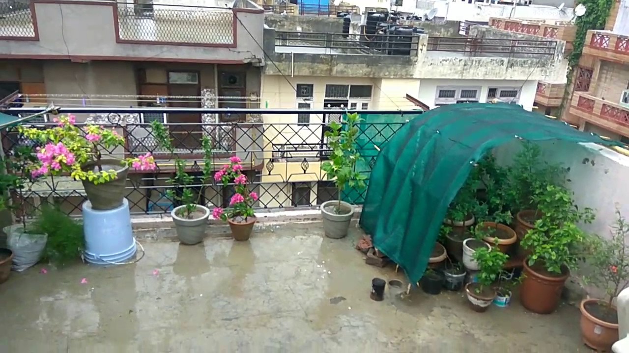 Plants update after rain YouTube