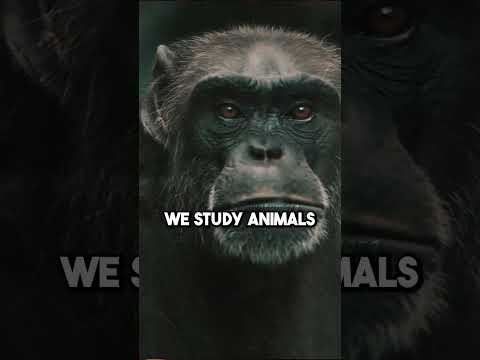 Are Animals Smarter