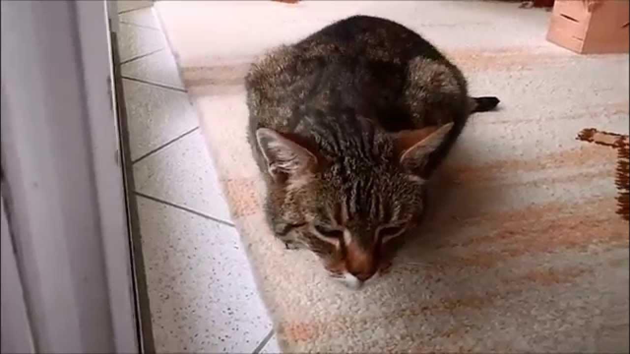 Katze Bubi hustet und würgt Cat coughing and retching YouTube