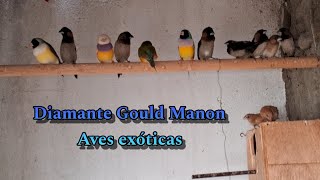 Criação em Viveiro de diamante Gould e Manon Aves exóticas