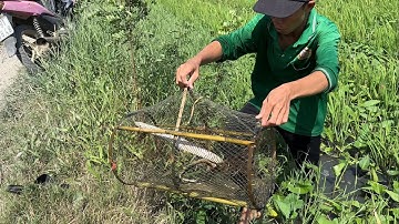 Không Ngờ Cái Lờ Trên Ruộng Dính Một Con Rắn Và 2 Con Cá Lóc Quá Sướng.Góc Làng Quê#926