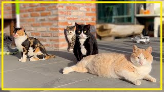 What do cats do outside? I observed stray cats going out into the Korea village... by 배은망덕고양이들 76,578 views 1 month ago 24 minutes