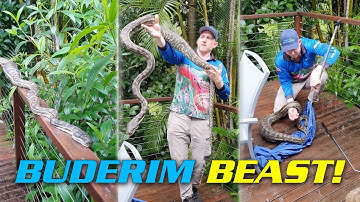 The Biggest Carpet Python Of The Year With A Massive Full Belly of Possum or Cat!