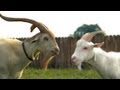 Goats  vfx making of