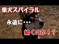 柴、柴、柴、柴犬スパイラルから抜け出せない！？Dog Rescue A&R