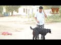 Grandma became goat दादी बणगी बकरी rajasthani hariyanvi comedy murari lal | Murari ki kocktai