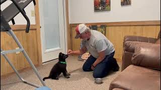 "Yamir" 7 Wk GSD Obedience Session Early Development Home Raised Prof. Trained Personal Protection