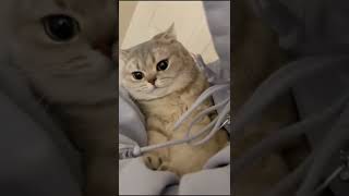 Adorable cat #shorts #shortvideo #reels #naturelovers #cats #persiancat #viral #catlover