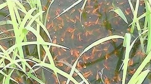 Câu Cá Lóc Bằng Vịt Con Và Cú Táp Hết Hồn