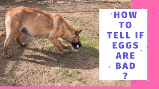 How To Tell If Eggs Are Bad: 5 Easy Ways To Check How To Tell If Eggs Are Bad: 5 Easy Ways To Check