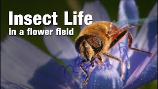 Moments Of Stillness Butterflies, Bees Blossoms