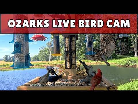 Live Bird feeder
