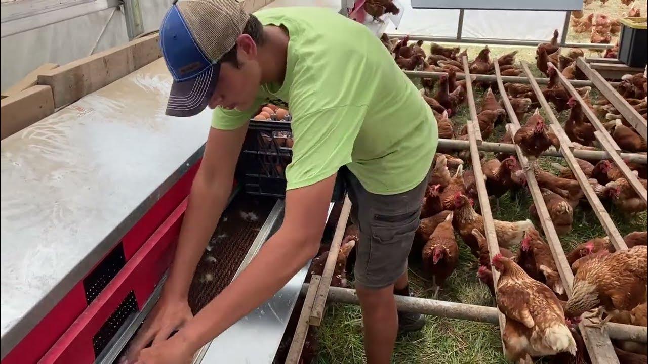 How to gather eggs FAST!!! YouTube