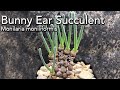 Bunny Ear Plant - Monilaria moniliformis