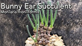 Bunny Ear Plant - Monilaria moniliformis