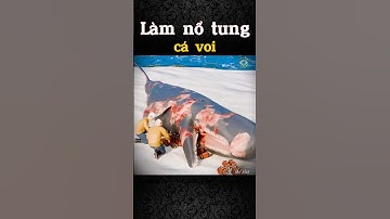 Chấn Động: Họ Đã Cho Nổ Tung Một Con Cá Voi Như Thế Nào?