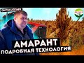 Амарант: подробная технология