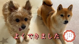 爪切り中に足がヒョコヒョコしちゃう柴犬とゴロンしながらトリミングされる保護犬