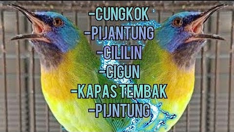 MASTERAN SULTAN || TEMBAKANNYA DAHSYAT || c,cungkok vs kenari vs cililin vs kapas tembak