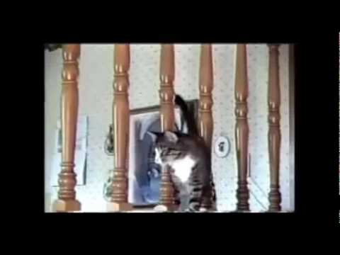 Funny cats compilation