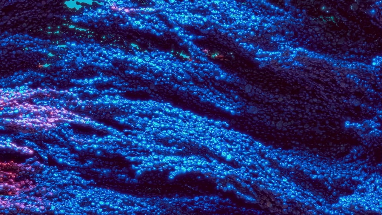 Vandelux - Afraid To Love