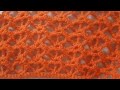 How To Crochet Easy Mesh Stitch As A Complete Beginner In Crocheting. Crochet Tutorials. Beginner